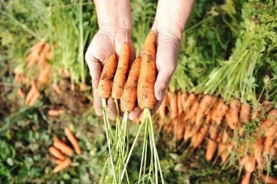 Zanahorias